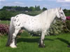traditional spotted cob stallions